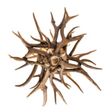 Bottom view revealing clustered antler base and natural branching pattern.